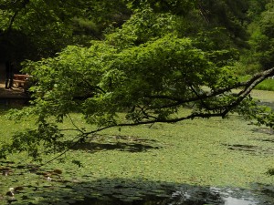 20150621六甲山森林植物園 (48)